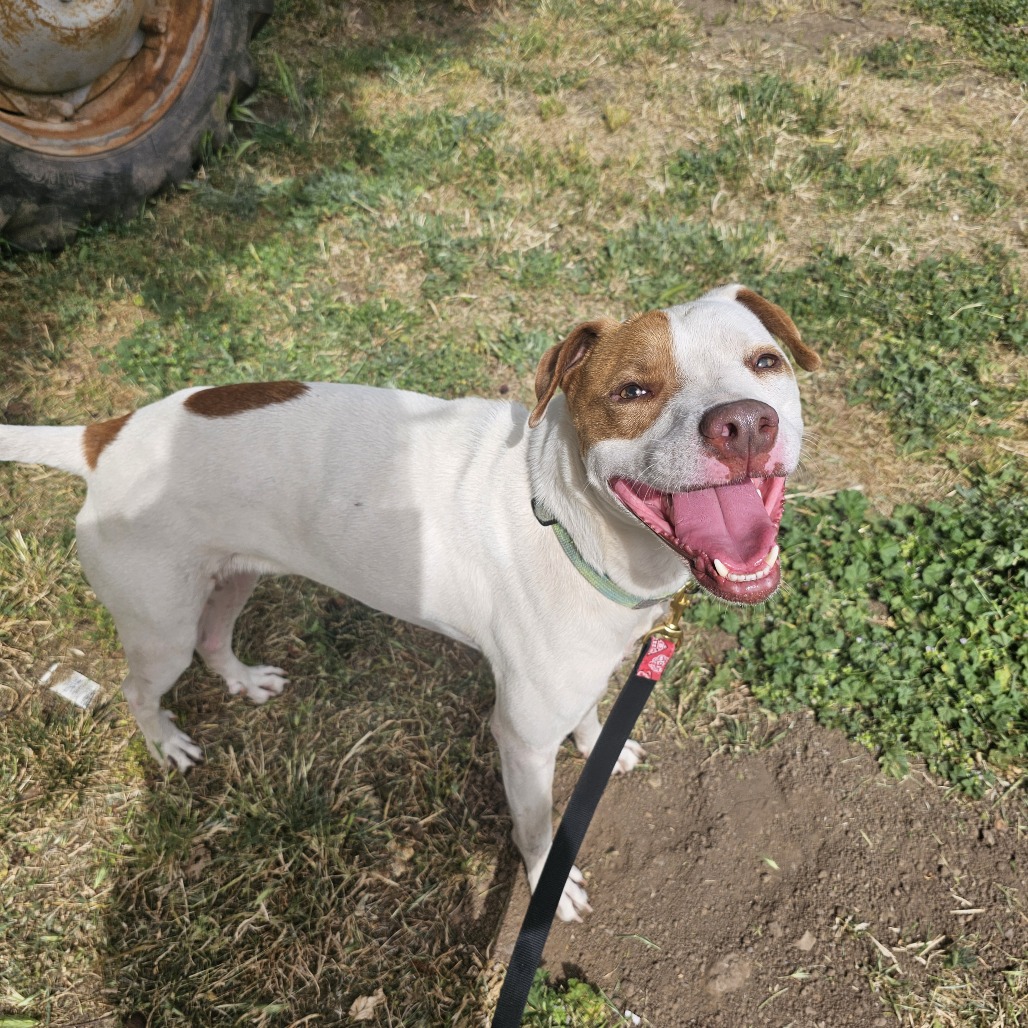 Gunner — thumbnail 2