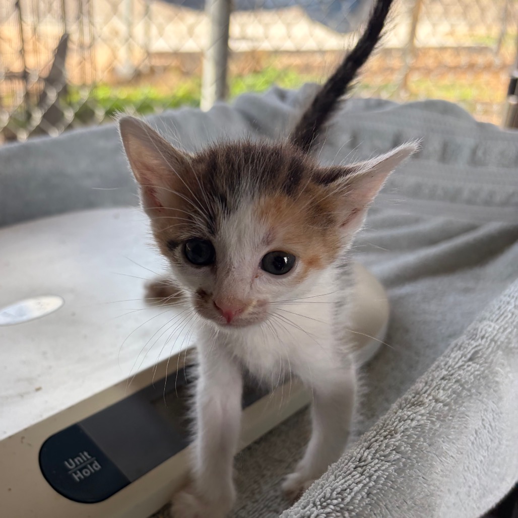 ASTRID A4 - Domestic Shorthair available for adoption