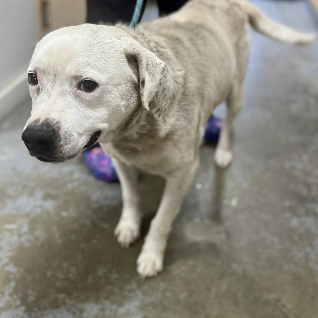 MOE - Retriever, Labrador / Bulldog available for adoption