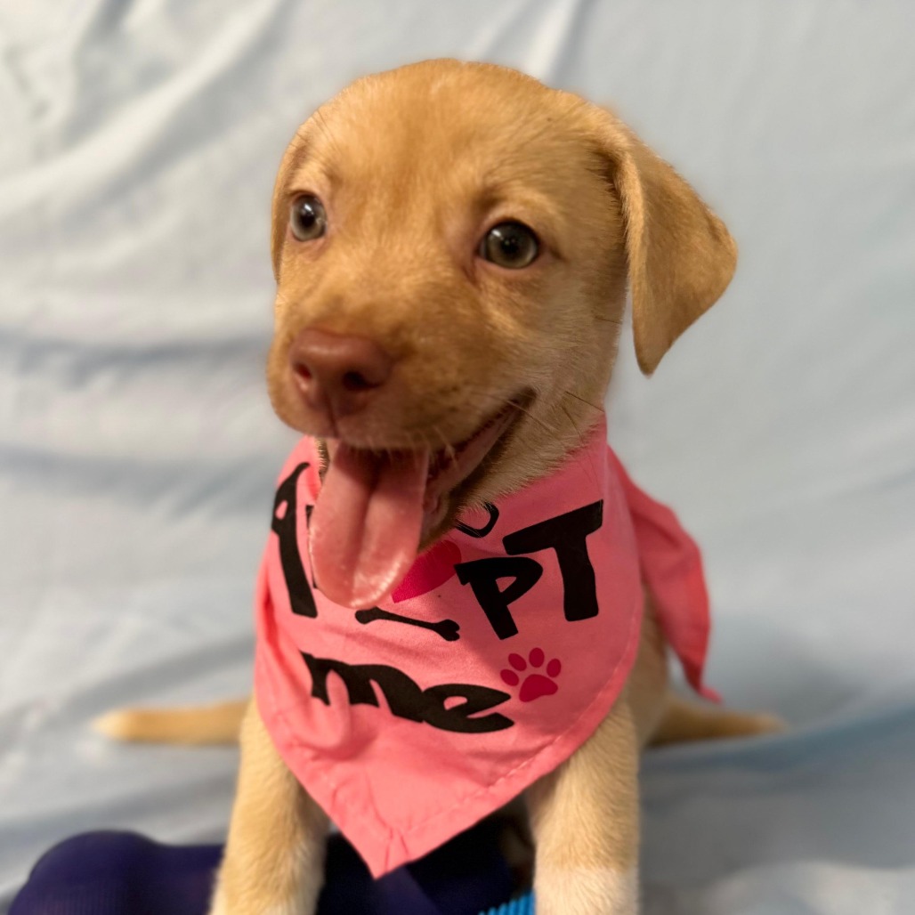 SARY - Retriever, Labrador / Mix available for adoption