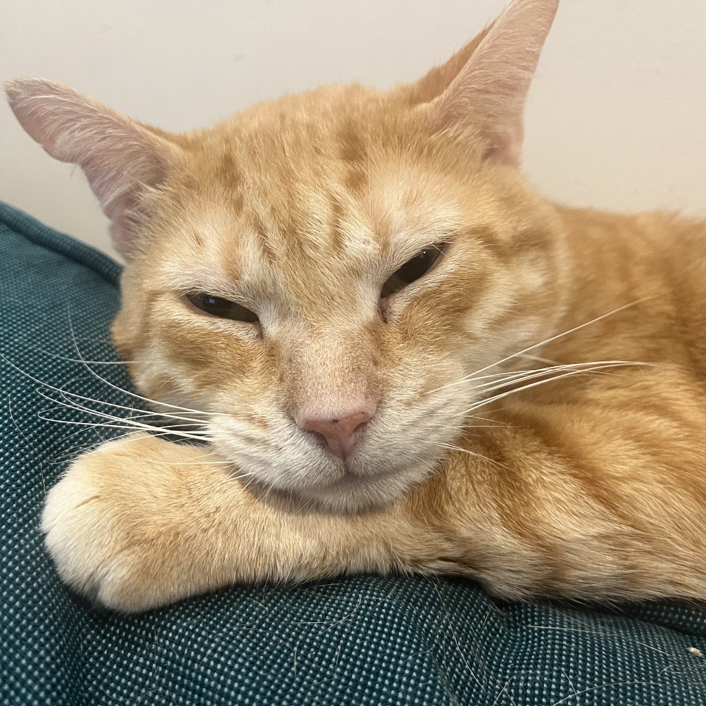 Paco, photo 24