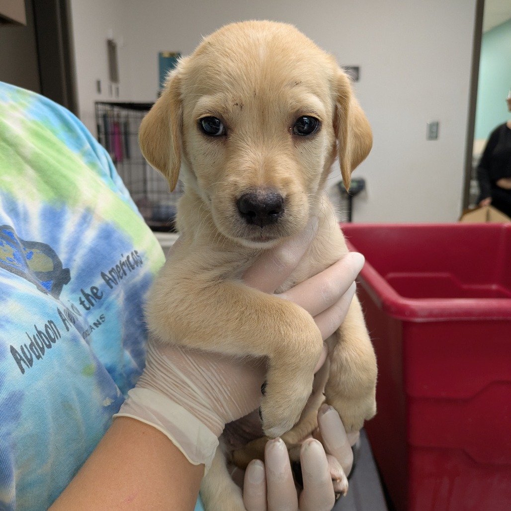 PEEP - Shepherd, German / Beagle available for adoption
