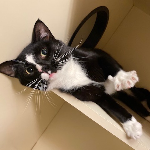 SQUID - Domestic Shorthair available for adoption