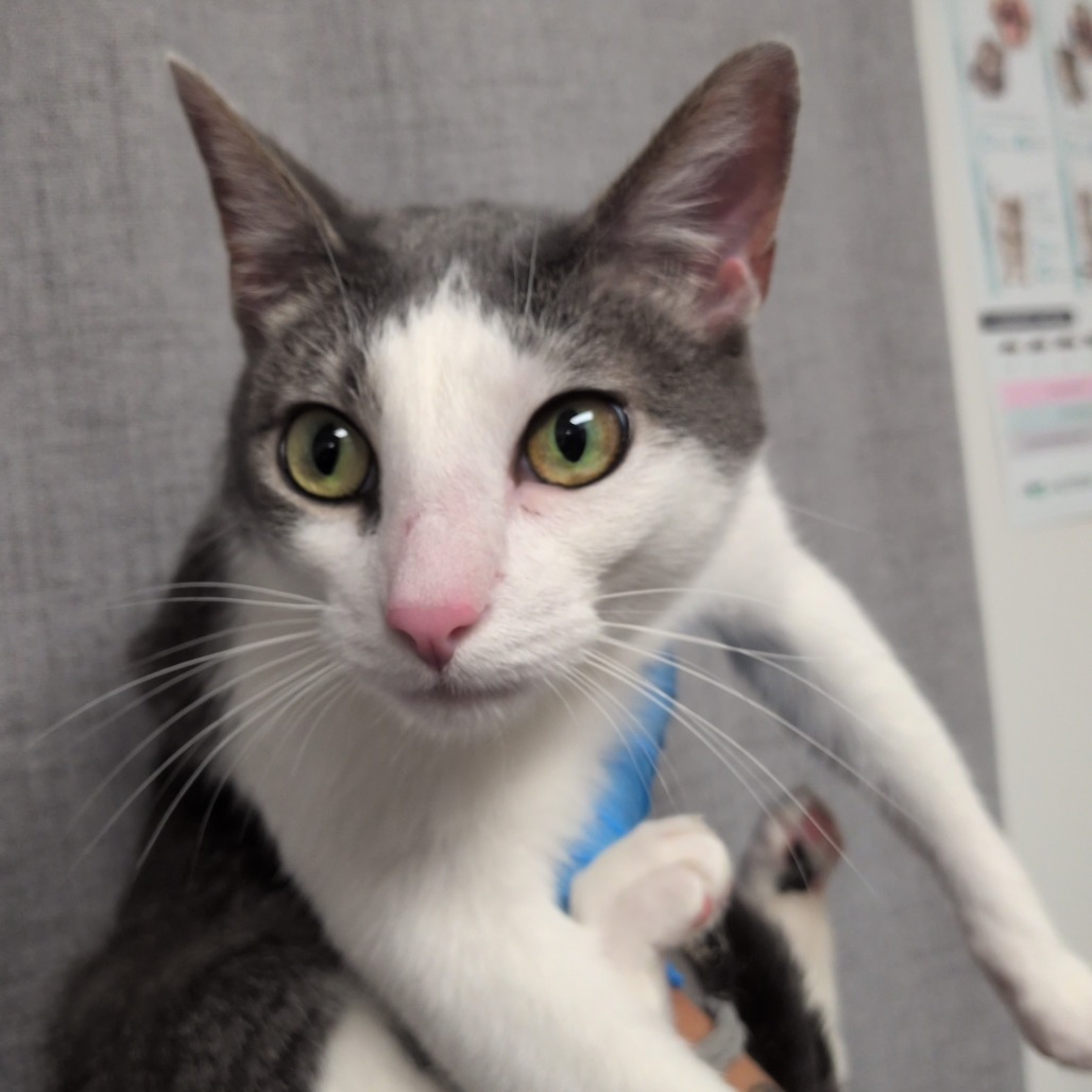 OLIVE - Domestic Shorthair for adoption in Hattiesburg
