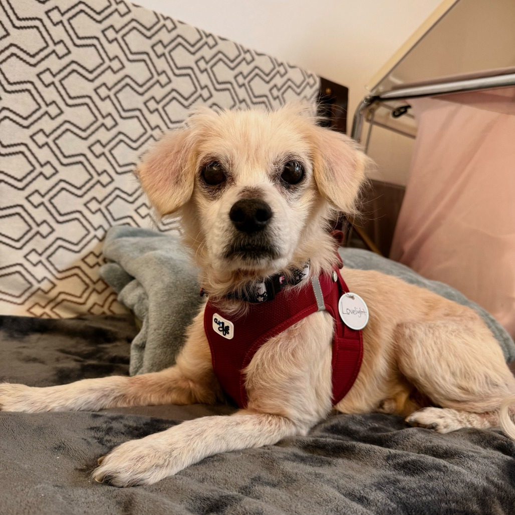 Lovelight 13765 — thumbnail 4