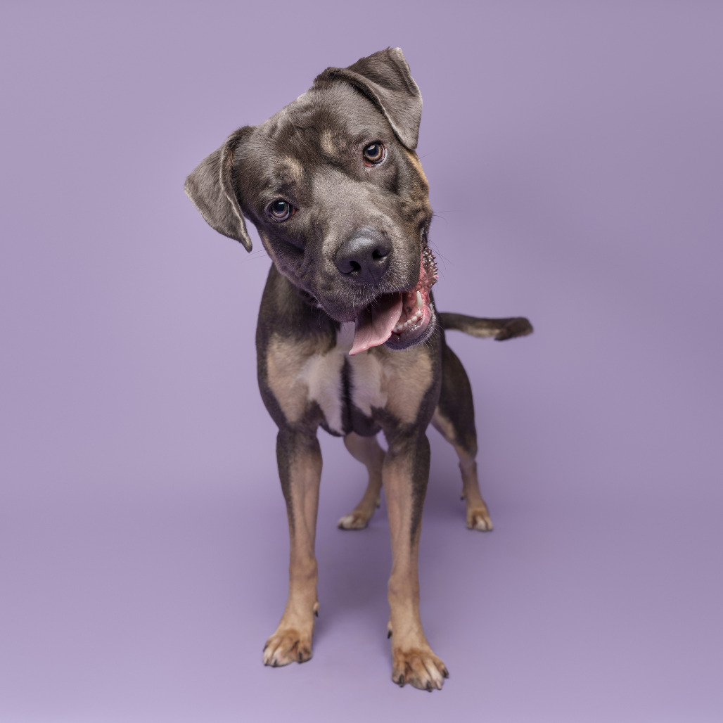 Photo of Shiloh 7