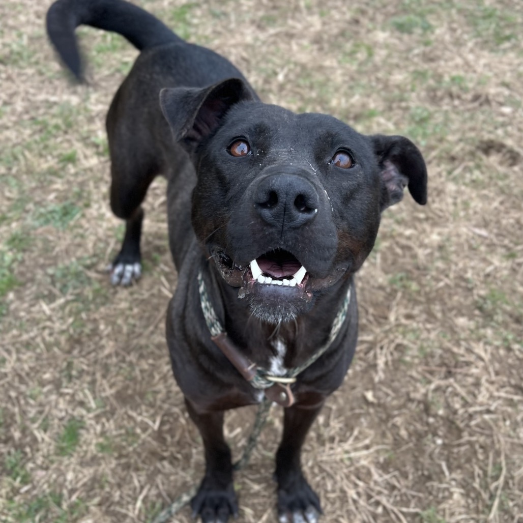 Donut — thumbnail 8