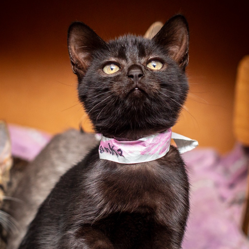 STONKS - Domestic Shorthair available for adoption