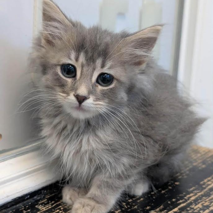 FALLON HENLEY - Domestic Longhair available for adoption