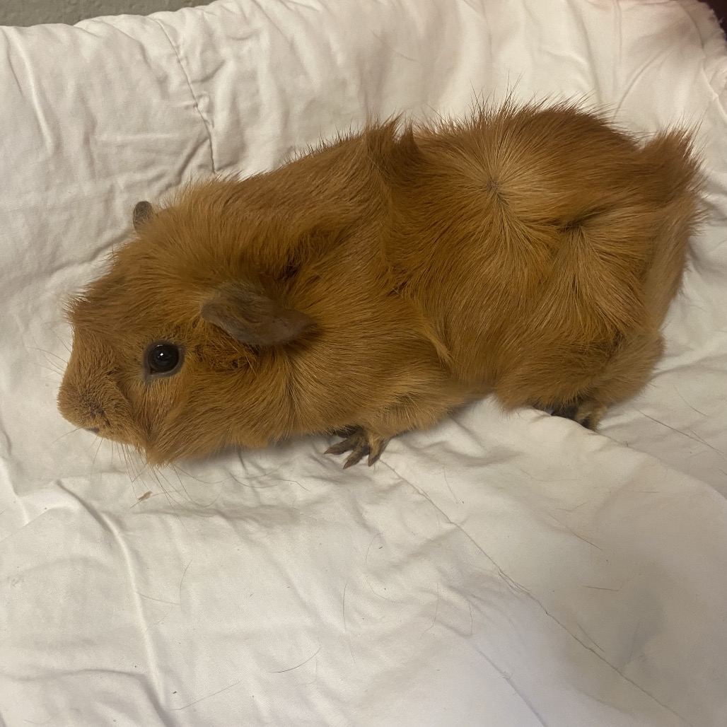MAROON 5 - American available for adoption