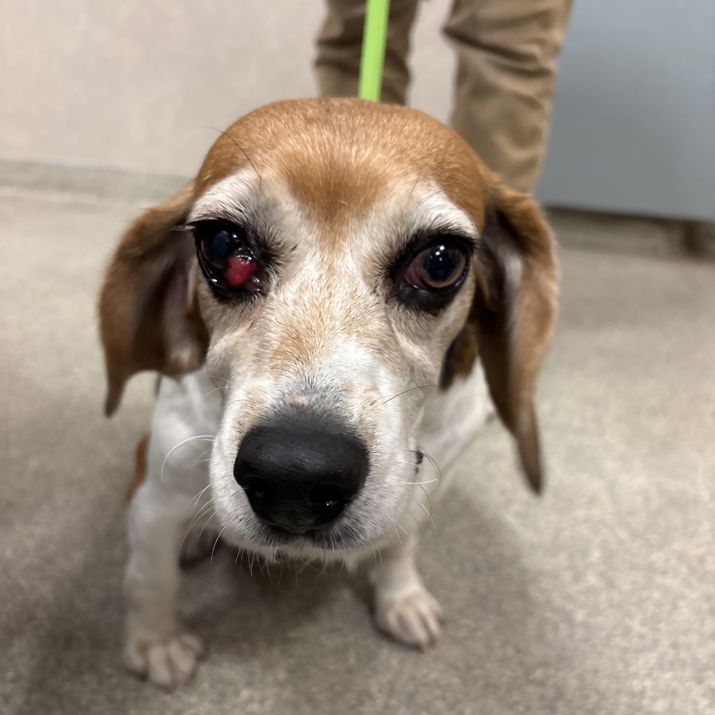 Sally, adoptable senior Mixed Breed (Medium)