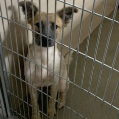 Kennel#24 Teeter's preview photo