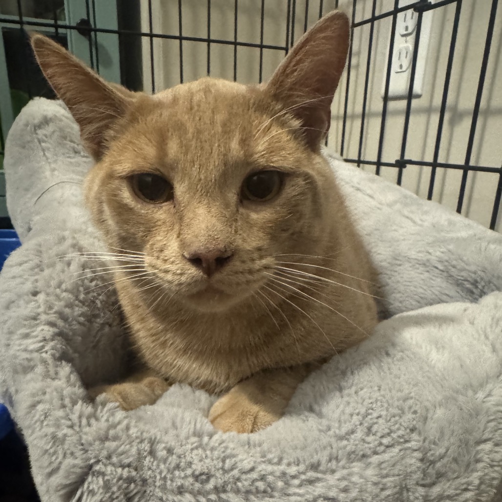 OWEN- AT PETSMART MADISON EAST - Domestic Shorthair available for adoption