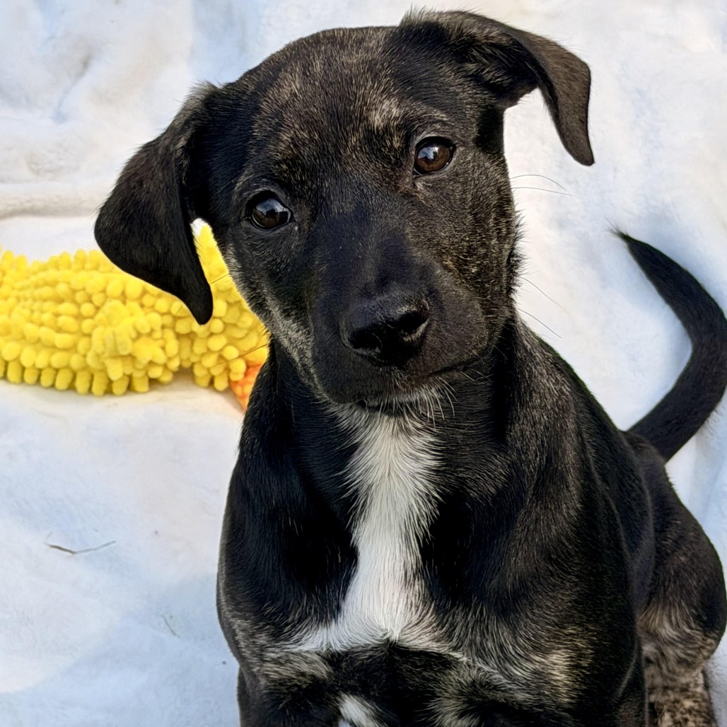 VENUS - Shepherd, Australian / Hound, Plott available for adoption