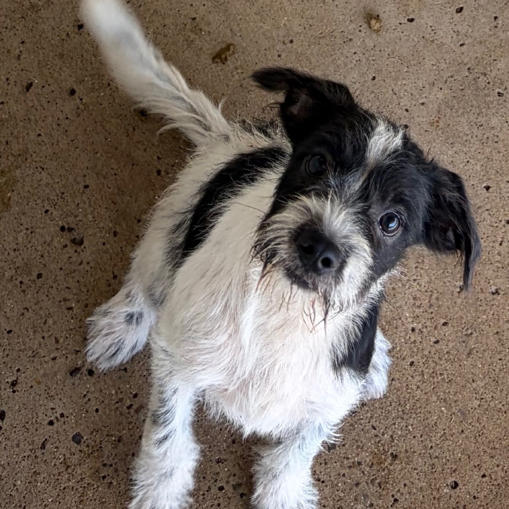 CRUISE - Terrier / Mixed Breed (Small) available for adoption