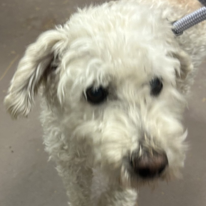 Donald — thumbnail 2