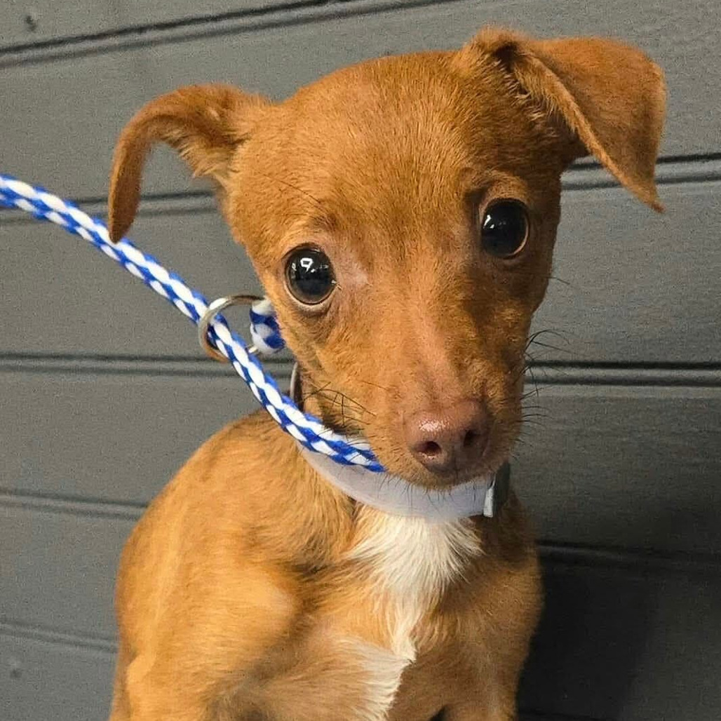 FOSTER NEEDED - Big Boi