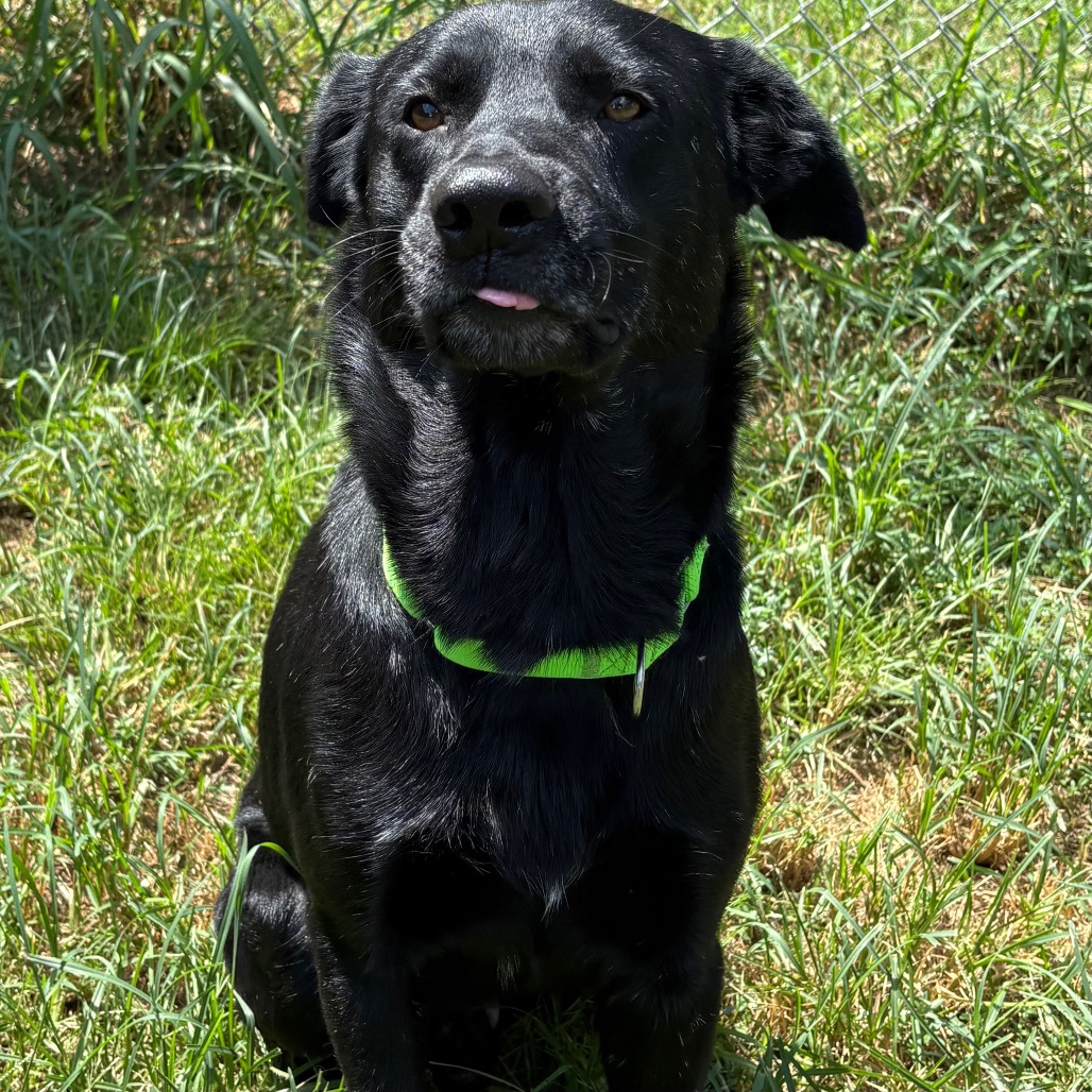 Licorice, photo 10