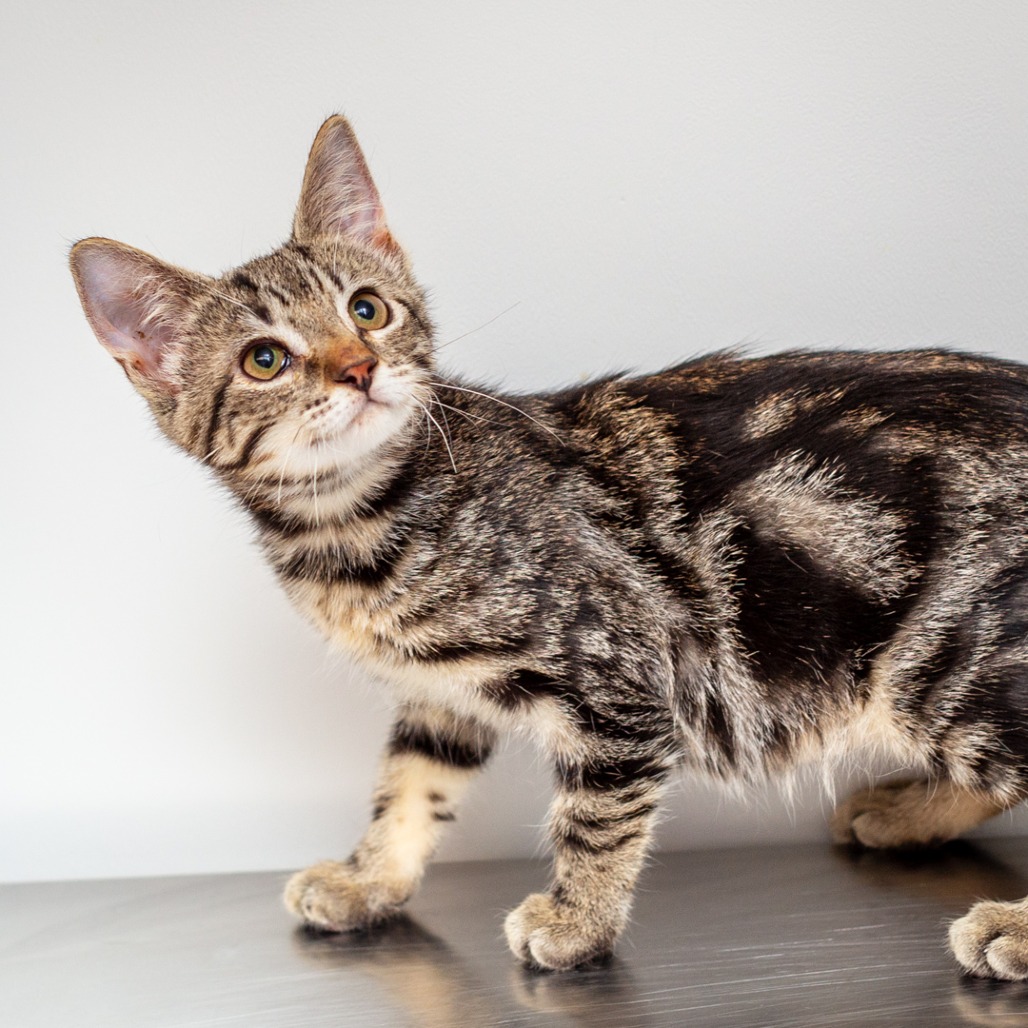 JELLY - Domestic Shorthair / Mix available for adoption