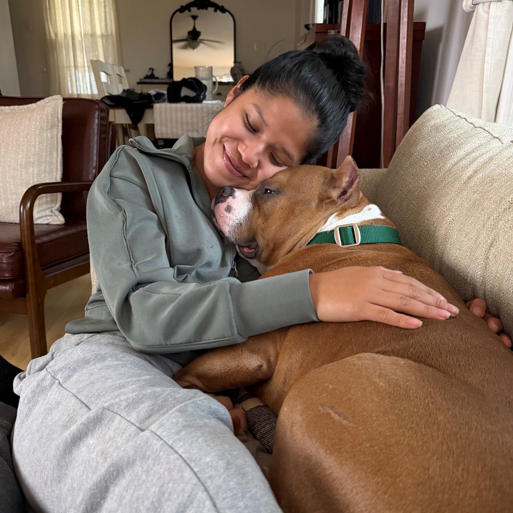 JUKI - Terrier / American Staffordshire available for adoption