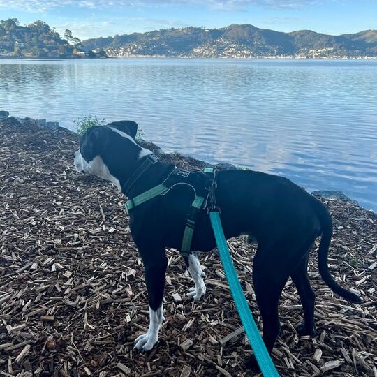 Harley, photo 23