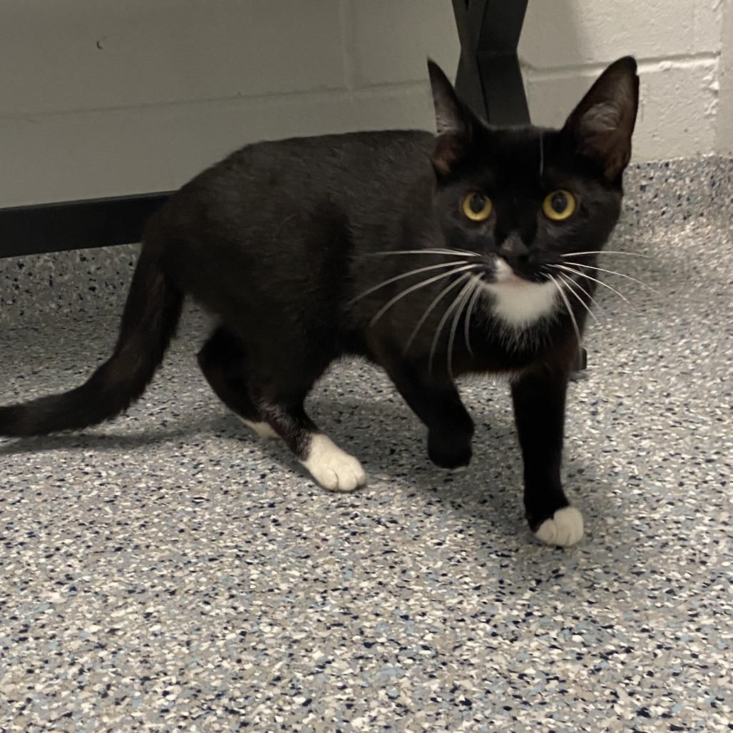 MADISON - Domestic Shorthair for adoption in Dayton