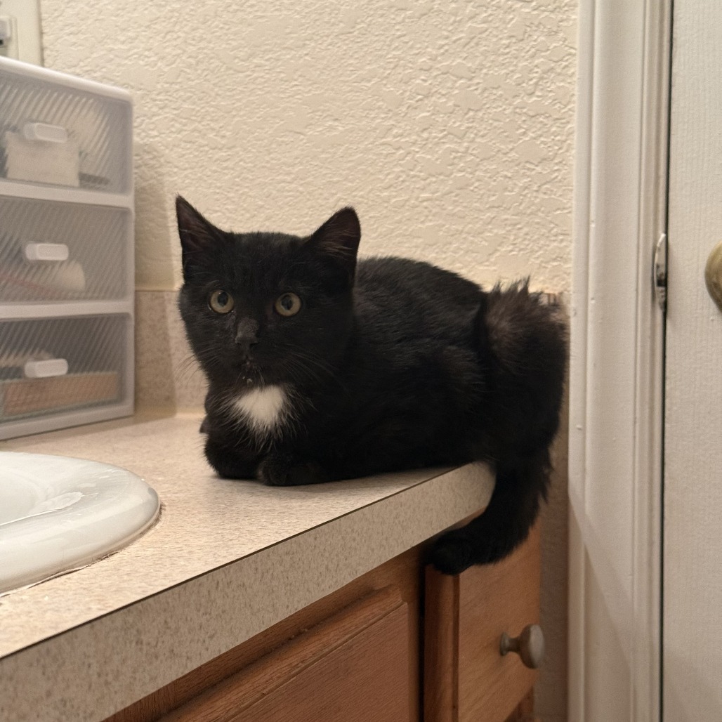 Oreo — thumbnail 4