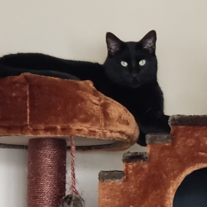 Ollie - Domestic Shorthair