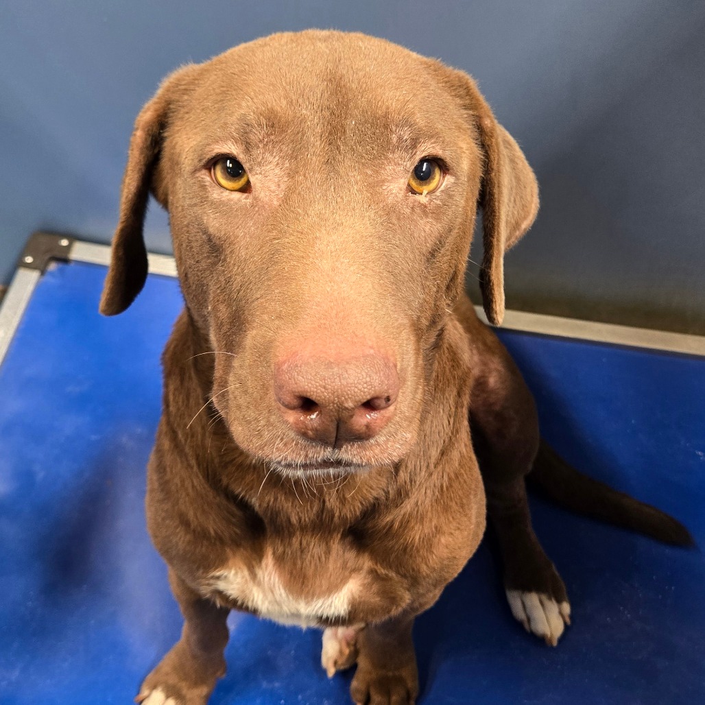 DORA - Retriever, Chocolate Labrador / Mix available for adoption