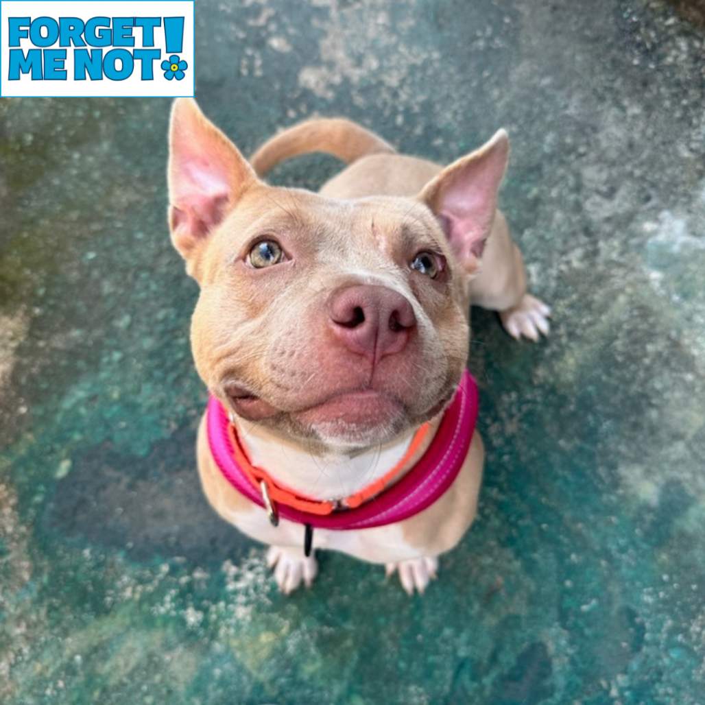 EASY PEASY - Terrier / American Pit Bull available for adoption