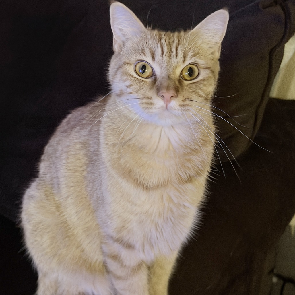 CHEETOH - Domestic Shorthair available for adoption