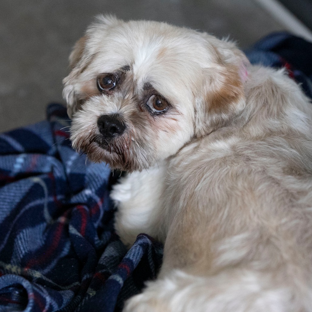 Millie (JY26-77), photo 9