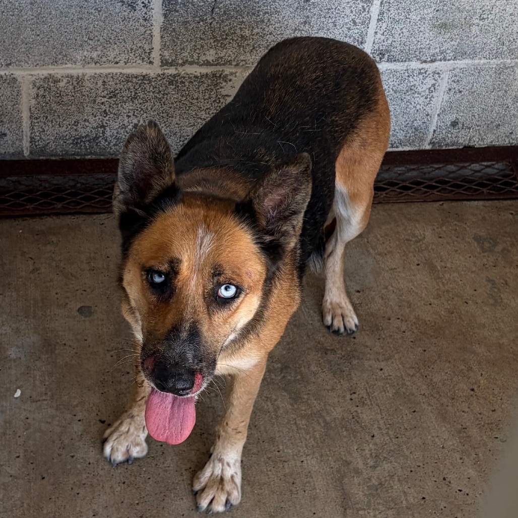 CAMELA - Shepherd, German King / Husky available for adoption