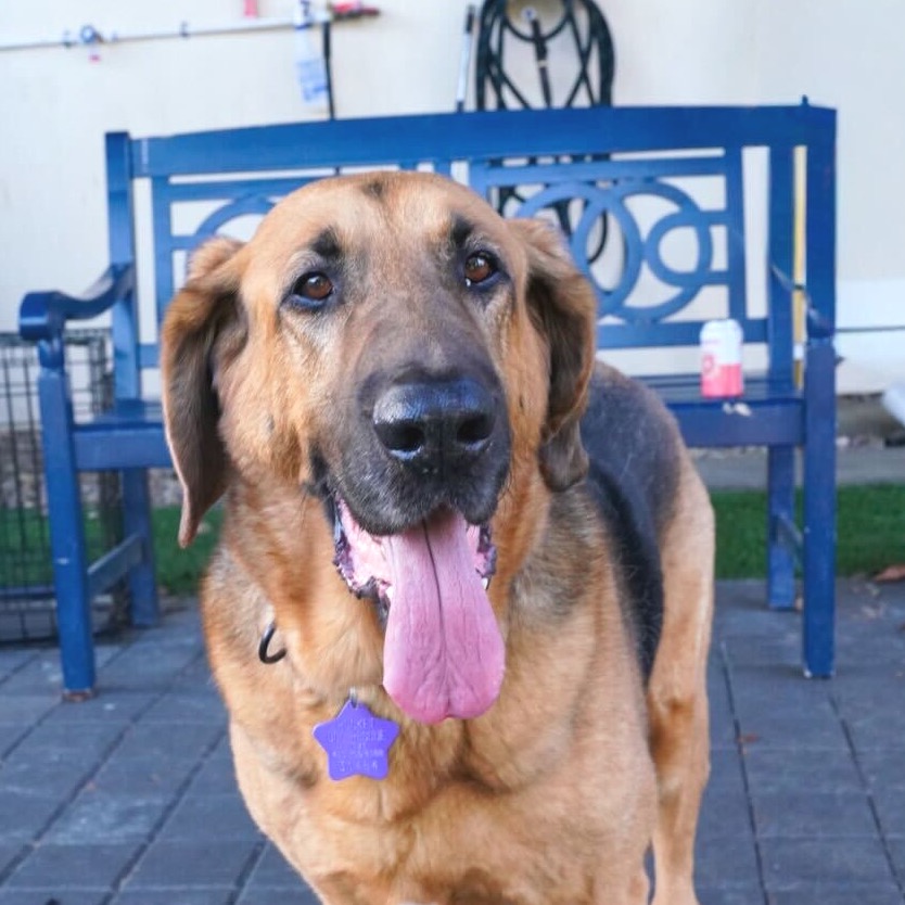 Albert — thumbnail 3