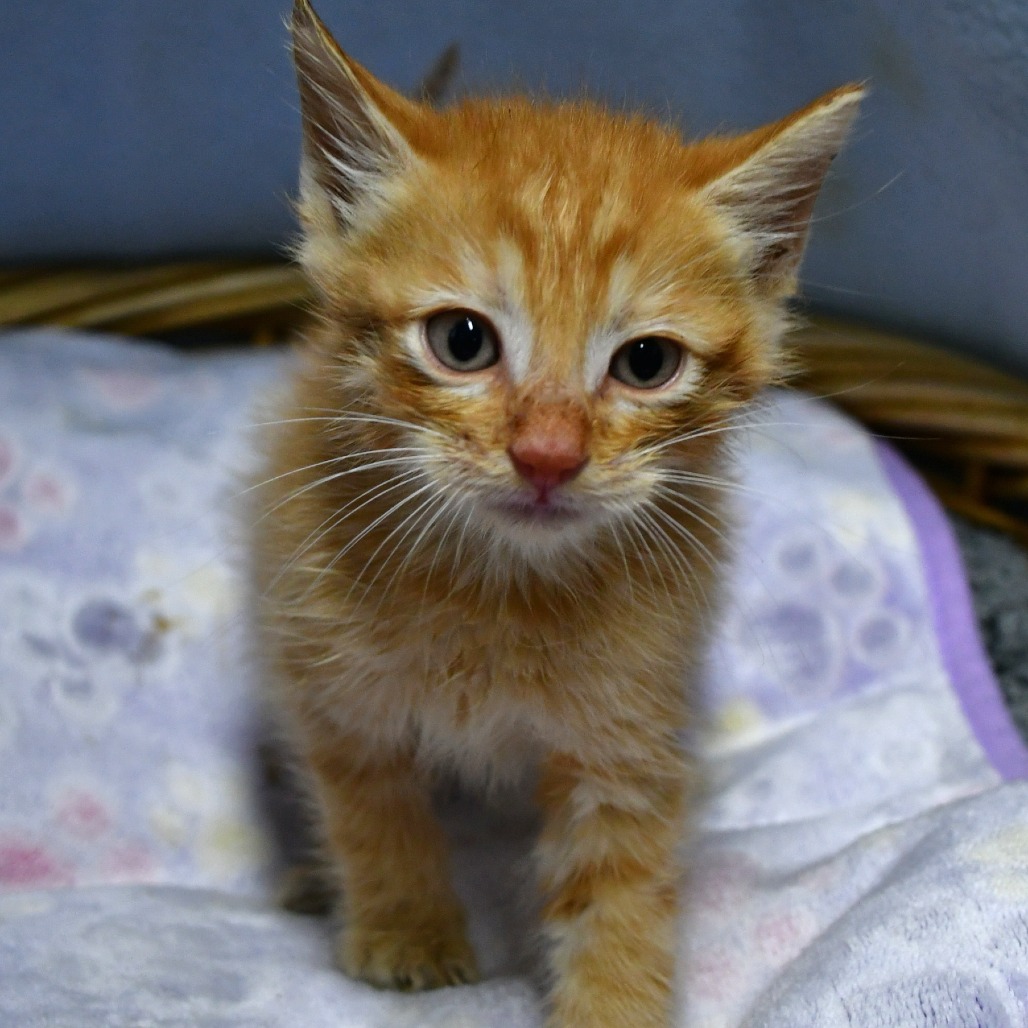 BANG - Domestic Shorthair available for adoption