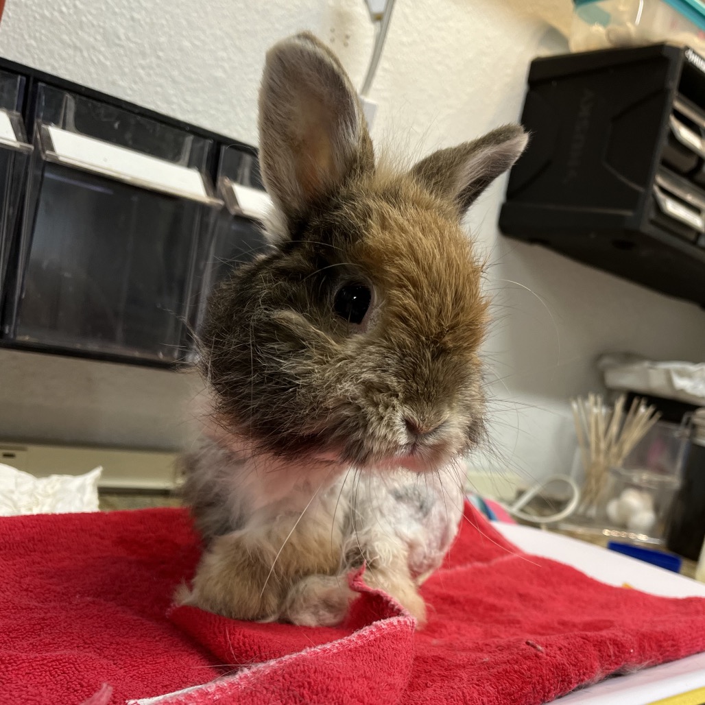 Acorn (bonded to Randi), photo 2