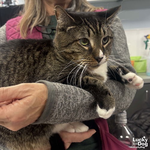 SOCKS - Domestic Shorthair available for adoption