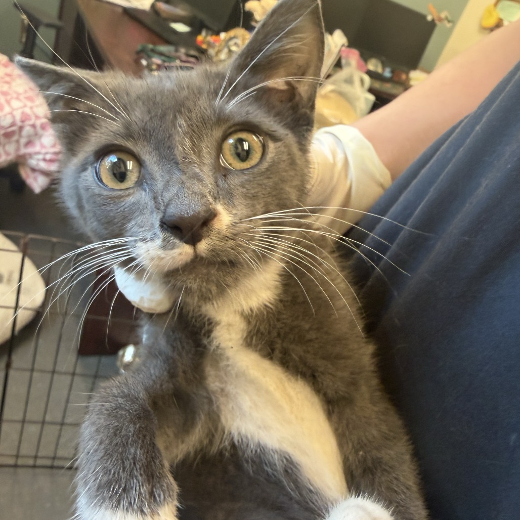 FUN DIP - Domestic Shorthair available for adoption