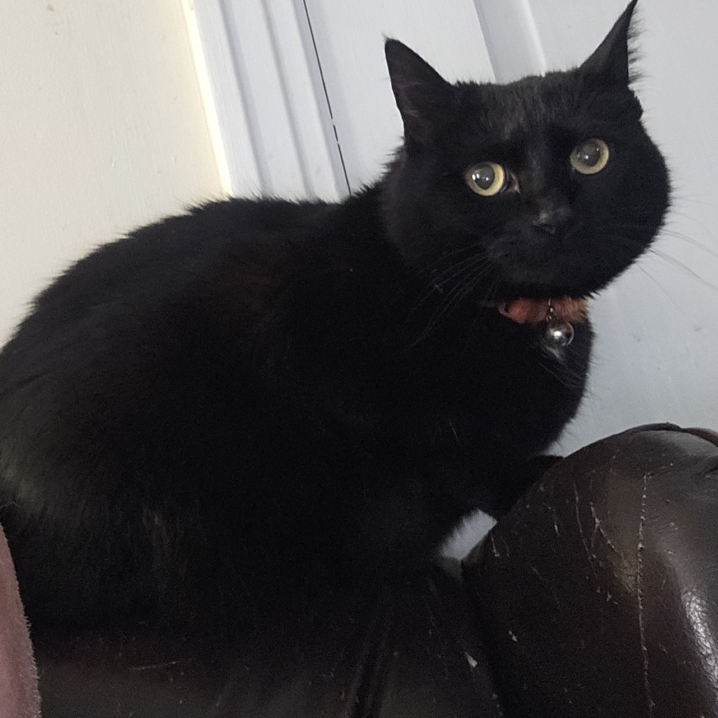 Photo of Miss Halloween