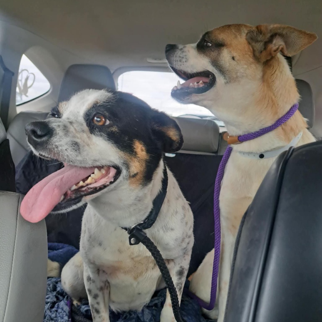 Lilo (Formerly Wish), photo 2