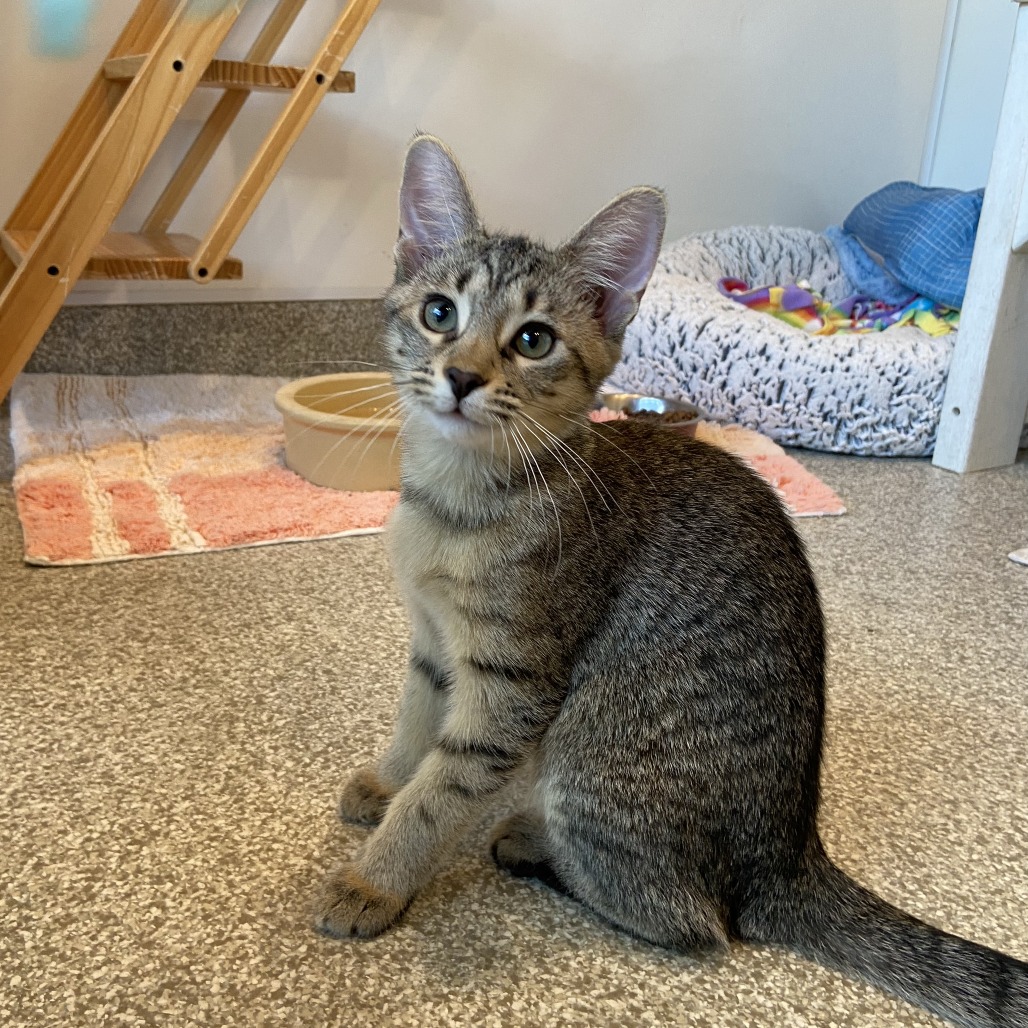 HALSEY - Domestic Shorthair available for adoption