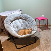 Penny - Available from Foster, photo 3