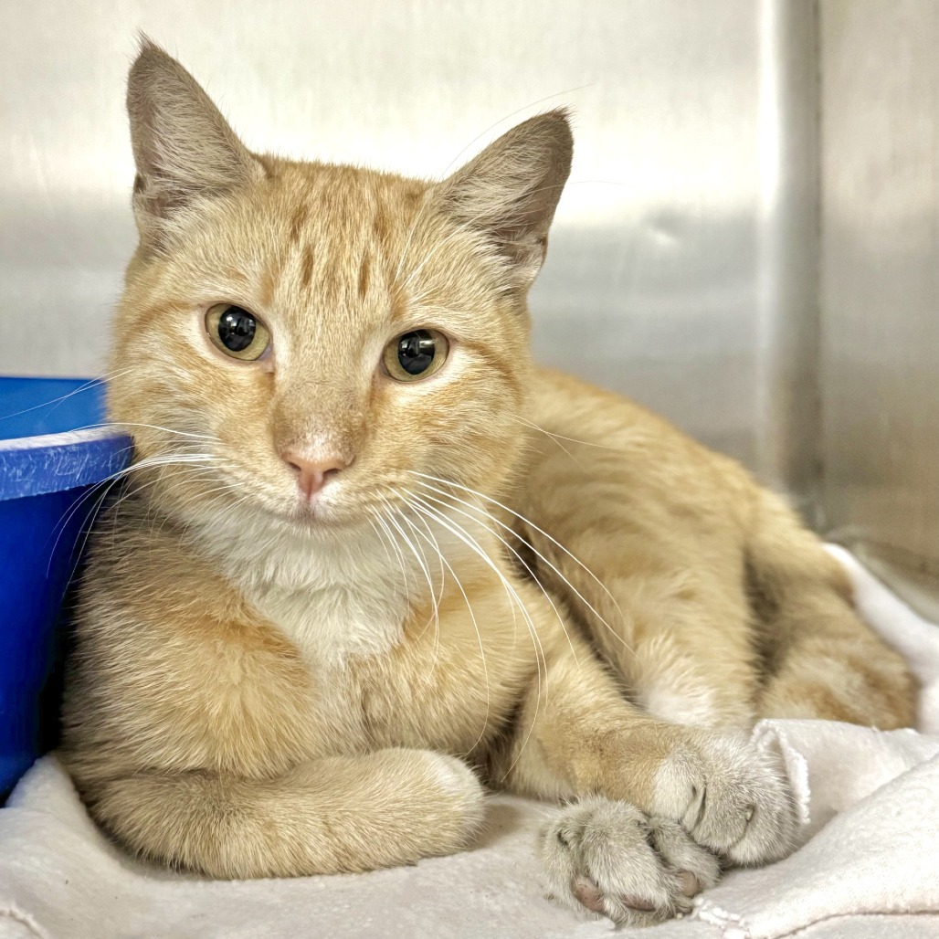 PENSKE - Domestic Shorthair for adoption in Beaumont