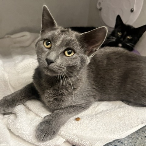 DIABLO - Domestic Shorthair available for adoption