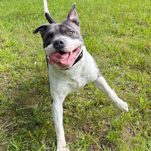 ZAZU - Bulldog, American / Mixed Breed (Large) for adoption in Dayton