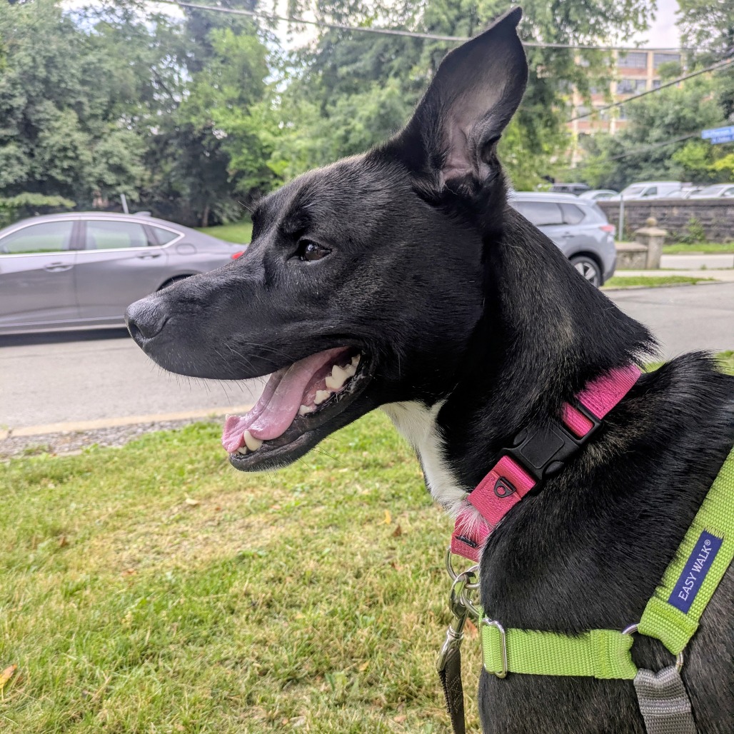 Photo of Chip 11