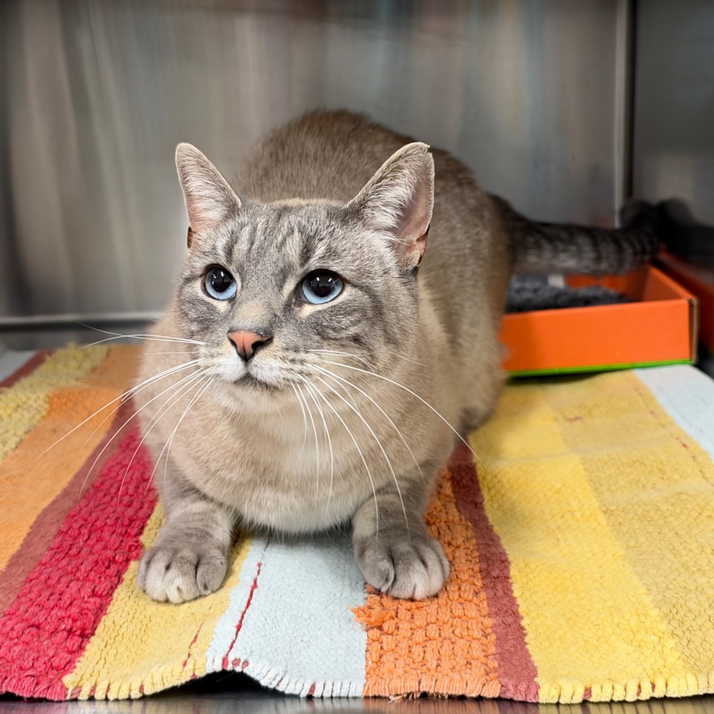 ERIN - Domestic Shorthair / Mix available for adoption