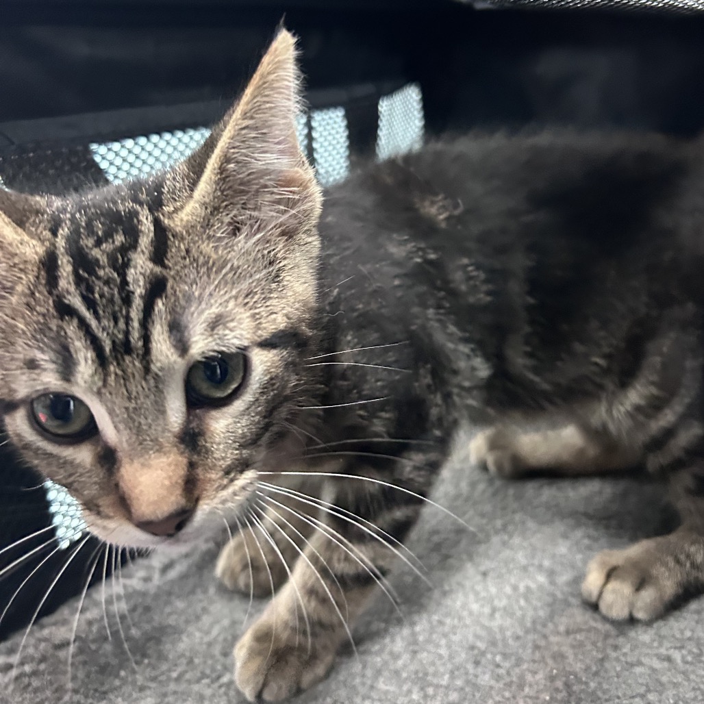 FITZY - Domestic Shorthair available for adoption
