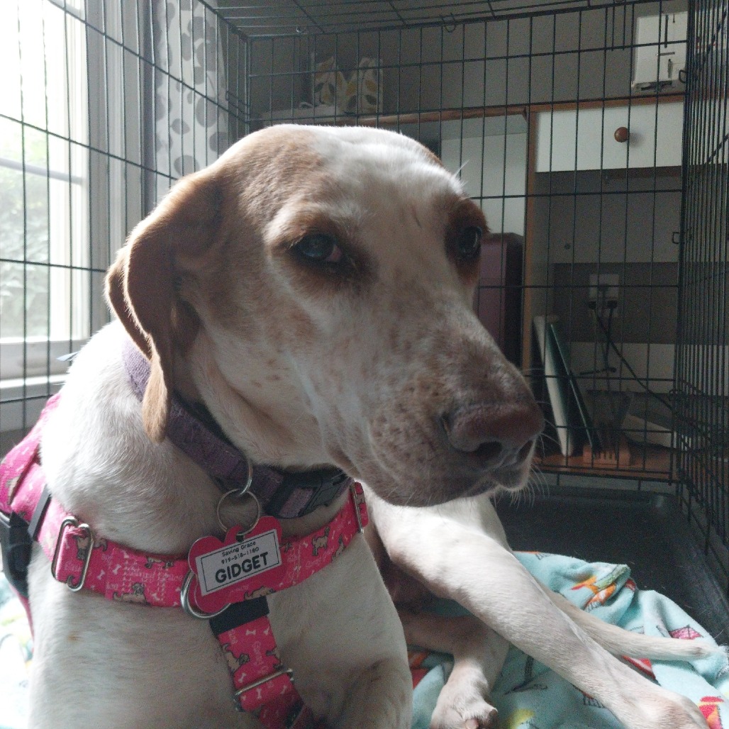 Gidget, photo 15