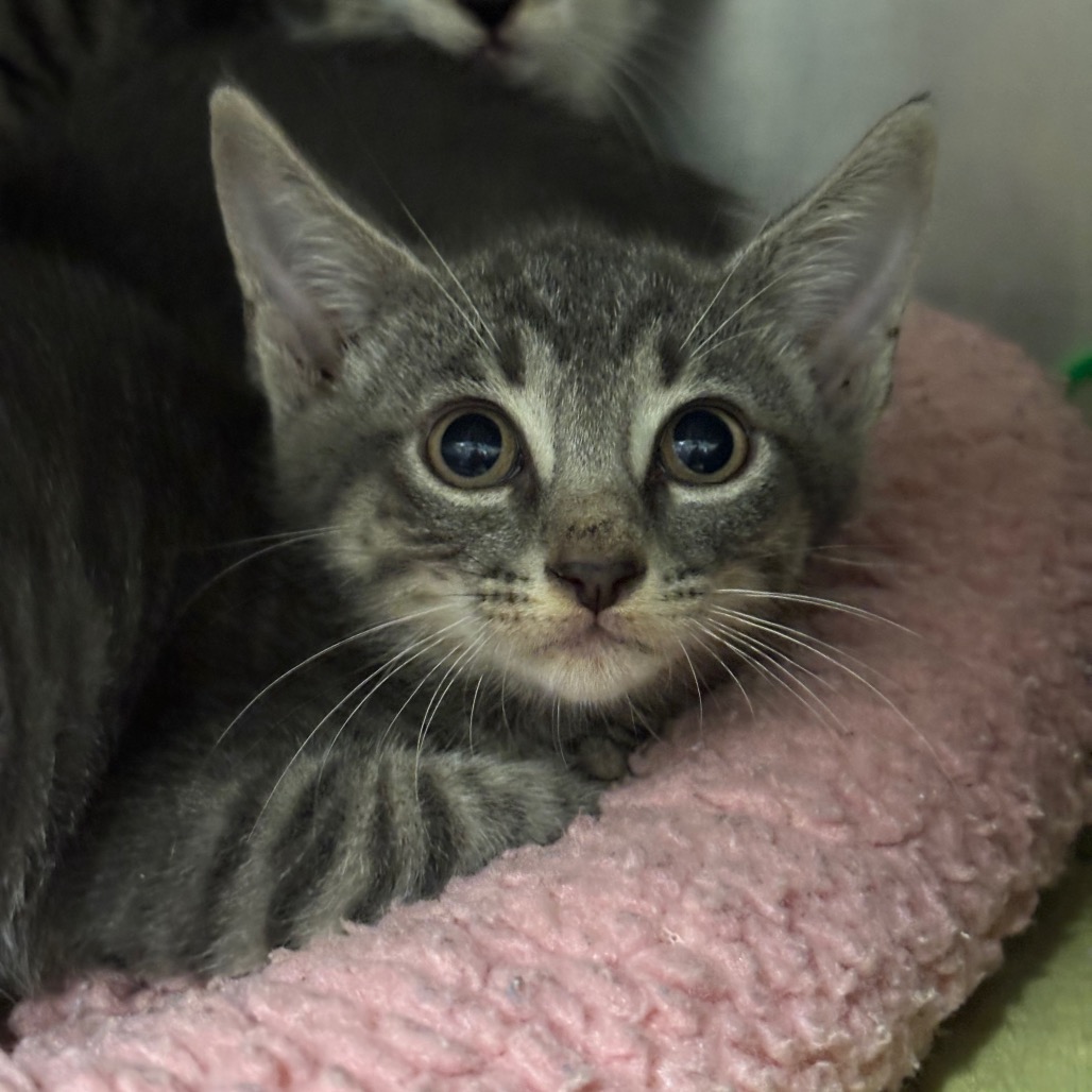 SPYRO - Domestic Shorthair / Domestic Shorthair for adoption in League City